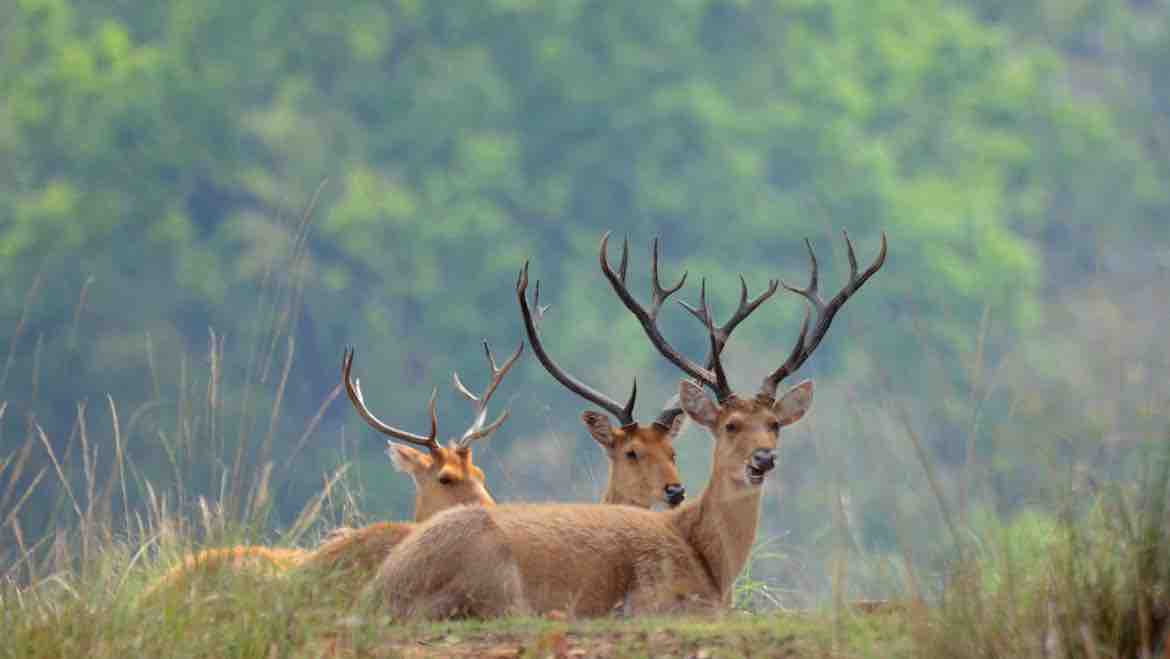 06 Things to do in Kanha Park